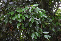 Castanopsis formosana