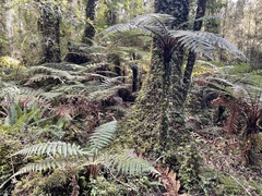 Dicksonia squarrosa