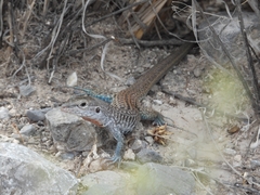 Aspidoscelis marmoratus