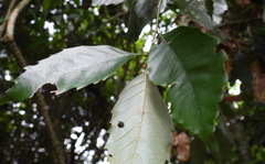 Castanopsis formosana