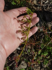 Calandrinia corrigioloides