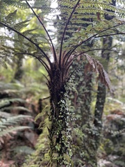 Dicksonia squarrosa