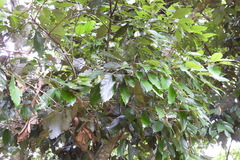 Castanopsis formosana