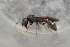 Microdynerus timidus