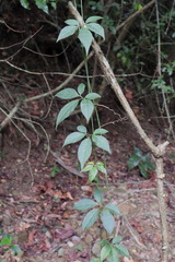 Neoalsomitra clavigera