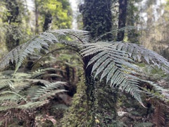 Dicksonia squarrosa
