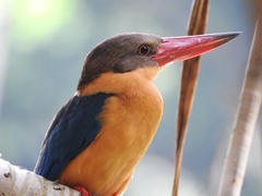 Pelargopsis capensis