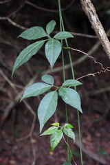 Neoalsomitra clavigera