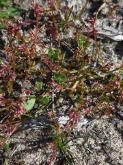 Calandrinia corrigioloides