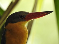 Pelargopsis capensis