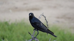 Corvus sinaloae
