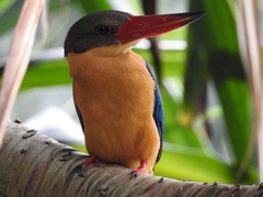 Pelargopsis capensis