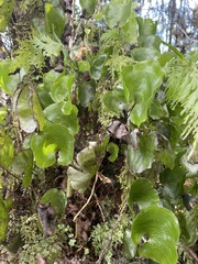 Hymenophyllum nephrophyllum