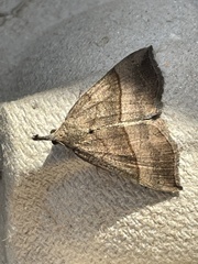 Hypena proboscidalis
