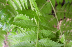 Microlepia speluncae