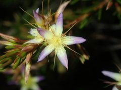 Calytrix depressa
