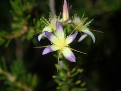 Calytrix depressa