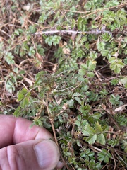 Hymenophyllum nephrophyllum