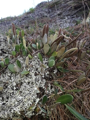 Pyrrosia eleagnifolia