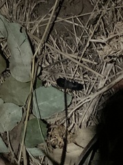 Ocypus olens