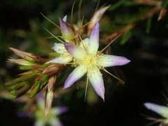 Calytrix depressa