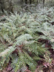 Polystichum vestitum