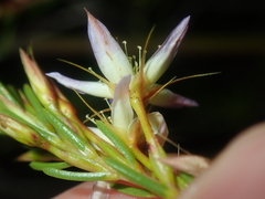 Calytrix depressa