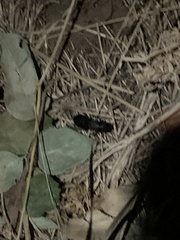 Ocypus olens