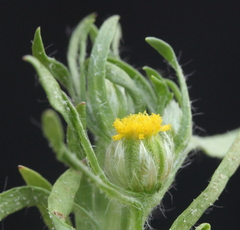 Triptilodiscus pygmaeus