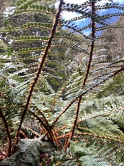 Polystichum vestitum