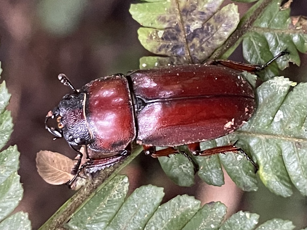 Prosopocoilus in August 2022 by Larry Chen · iNaturalist