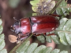 Lucanidae