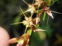 Calytrix depressa