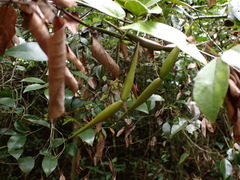 Vincetoxicum hirsutum