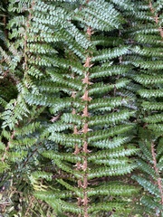 Polystichum vestitum