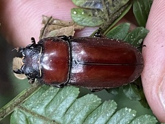 Lucanidae