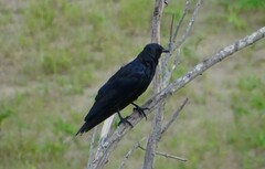 Corvus sinaloae