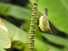 Anthreptes malacensis