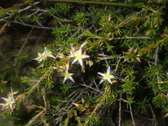 Calytrix depressa
