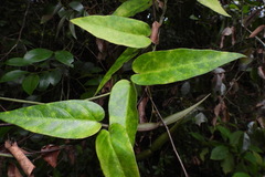 Vincetoxicum hirsutum