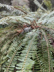 Polystichum vestitum