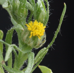 Triptilodiscus pygmaeus