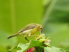 Anthreptes malacensis