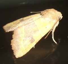 Atethmia centrago