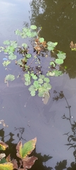 Hydrocotyle ranunculoides