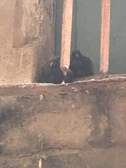 Columba livia domestica