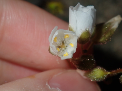 Drosera hirsuta