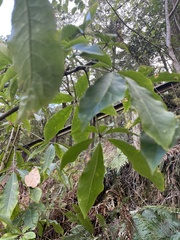 Schefflera digitata