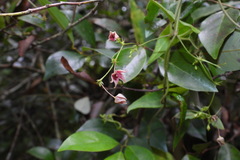 Vincetoxicum hirsutum