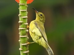 Anthreptes malacensis